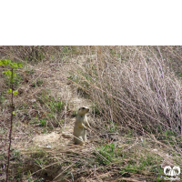 گونه سنجاب زمینی Spermophilus fulvus